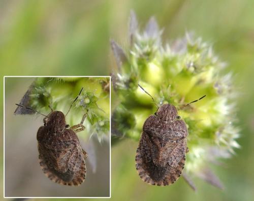 Sciocoris homalonotus